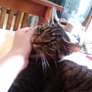LoveBite 