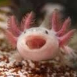 WhatsAnAxolotl