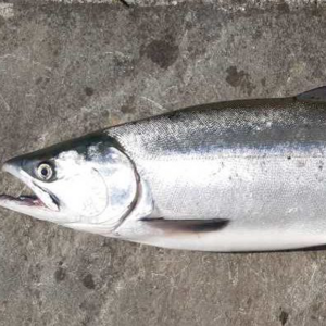 SireSalmon