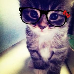 meow