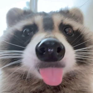 Mr.Raccoon_63