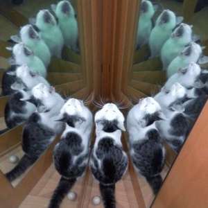 INFINITY CAT