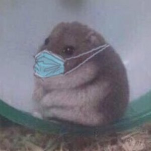 hamsteriousness