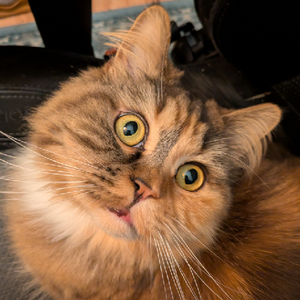 drottningkatt