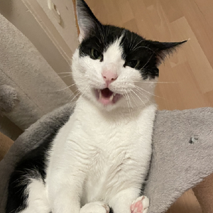 Sassi