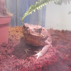ninjaturtle