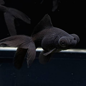 chaosfin bubby