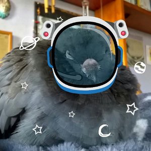 Space Pigeons