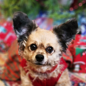 pixie
