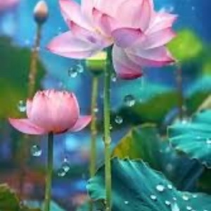Lotus flower