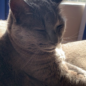 CuteKitten43
