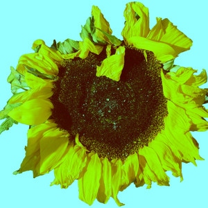 Hellabeano