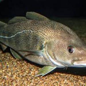 Cod
