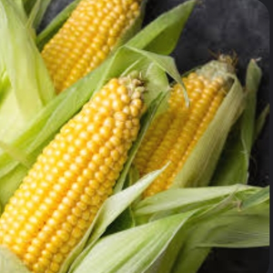 Corn_Worshipper