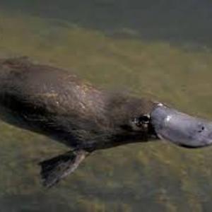 The platypus