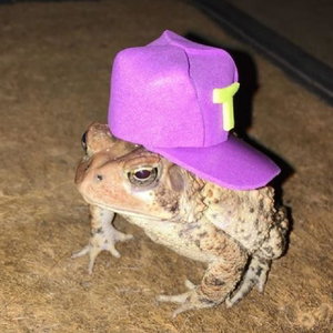 swag frog