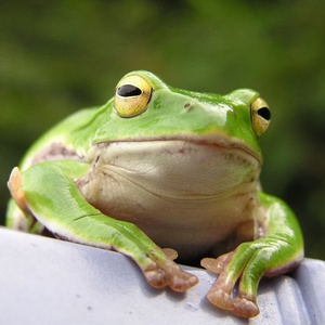 frog