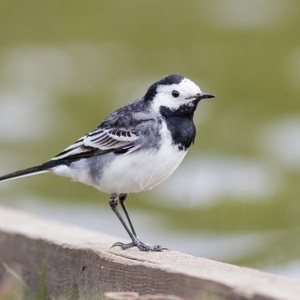 Cherry Wagtail