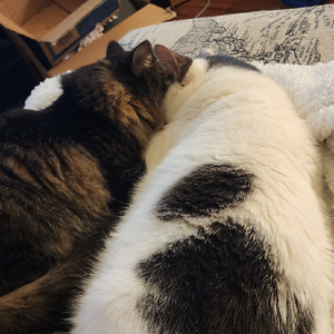 meowmeowmeow
