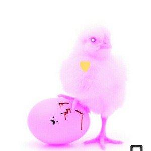 chick :D