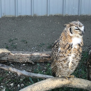 im angry owl