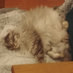 RandomFrenchCatLover